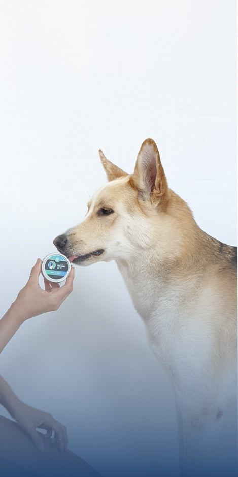 Pet Care